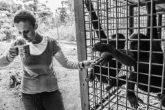 Early morning tea at the new satellite cage. Cameroon, 2009.
