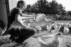 Hens touching down on grass for the first time. USA, 2013.