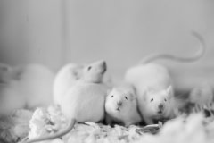 Rescued mice awaiting adoption. USA, 2014.
