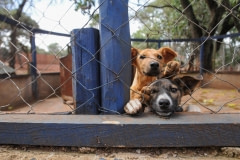 Puppies hoping for some attention at the Kenyan SPCA. Kenya, 2009.