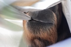 Mari, who was born in a lab and who had her arms ripped off by her deranged mother, now lives at the Centre for Great Apes. USA, 2014.