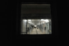 A view through a window into "the dungeon", which housed hundreds of chimpanzees at a now defunct lab. USA, 2011.