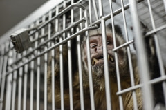 A capuchin, formerly used in research, arrives at a primate sanctuary. USA, 2014.
