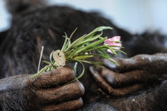 After chimpanzees die at Save the Chimps, they are cremated with a symbolic key to freedom. USA, 2014.
