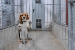 A purpose bred beagle at a veterinary school. Spain, 2010.