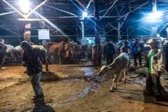 Buying and selling animals at the saleyards. Thailand, 2019.