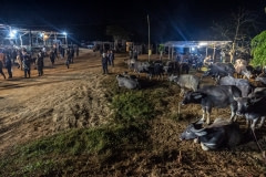 Buying and selling animals at the saleyards. Thailand, 2019.
