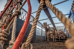 Being unloaded from trucks at the saleyards. Thailand, 2019.