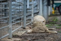 Dead sheep around the periphery of saleyards. Australia, 2013.
