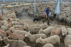 32,000 sheep are sold and bought at the Ballarat saleyards. Australia, 2013.