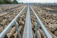 Tightly packed sheep at the saleyards. Australia, 2013.