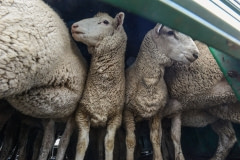 Sheep arriving at the saleyards. Australia, 2013.