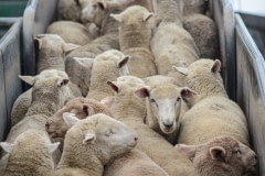 Sheep being loaded onto trucks from the saleyards. Australia, 2013.