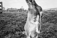 Zoop, at Farm Sanctuary. USA, 2004.