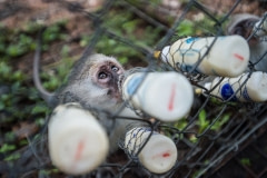 A rescued vevet monkey being rehabilitated and rewilded at the Vervet Sanctuary. South Africa, 2016.