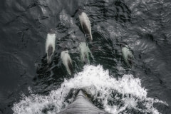 Commerson's dolphins play at the bow  of the Bob Barker Sea Shepherd vessel. Antarctic Ocean, 2010.