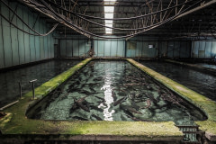 The fish tanks at a sturgeon farm in Greece which produces caviar. Photos taken on assignment for Ecostorm / Compassion In World Farming.