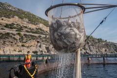 After crowding sea bass into smaller nets inside their cage, workers fish them with a crane. This farm produces between 500 and 700 tonnes of fish each year. Greece, 2020. Selene Magnolia / We Animals Media