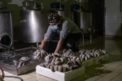 A worker at a processing plant, processes octopus with water through specific machines to make it turgid for sale. Greece, 2020. Selene Magnolia / We Animals Media