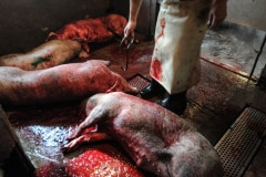 Pig slaughterhouse. Canada, 2011.