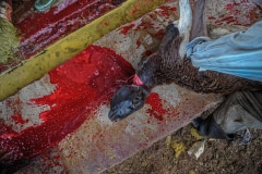 Slaughterhouse. Tanzania, 2011.