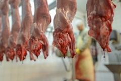 Rabbit slaughterhouse. Spain, 2013.