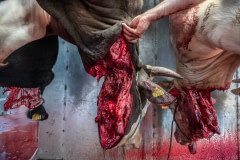Slaughterhouse. Turkey, 2018.