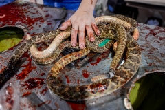 A bloodied hand rests on decapitated snakes. USA, 2015.