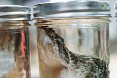 Preserved rattlesnake heads for sale at the festival. USA, 2015.
