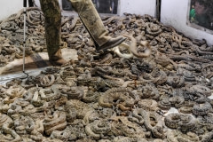 Hundreds of snakes on display in the snake pit. USA, 2015.