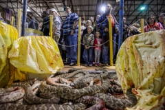 Tourists and their children watch snakes being dismembered. USA, 2015.