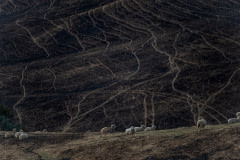 Sheep graze on scorched land in the Buchan area.