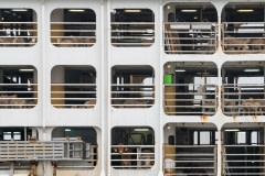 Animals transported by sea from Australia to the middle east. Israel, 2018.