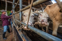 Cattle in transport. Thailand, 2019.