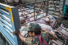 Pigs being unloaded from trucks to slaughter. Thailand, 2019.