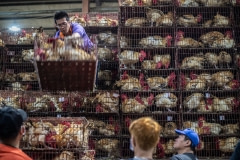 Chickens being unloaded from trucks at slaughter. Taiwan, 2019.
