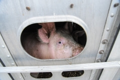 A pig in a crowded truck. Canada, 2011.