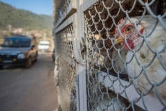 Chickens in transport. Nepal, 2017.-3940