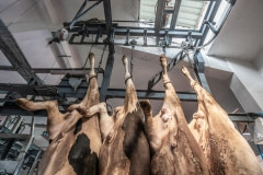 Cows hanging by hind legs at a slaughterhouse. Turkey, 2018.