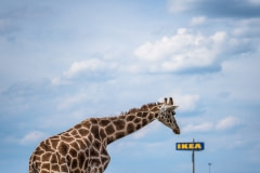 Rothschild's giraffe in an Ikea parking lot. Germany, 2016.