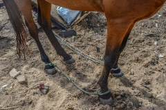 Horse. Senegal, 2013.