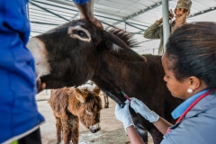 A donkey being treated at a vet clinic. Ethiopia, 2016.