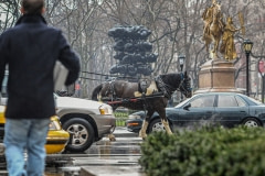Carriage horse. USA, 2012.