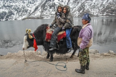 Yaks used for carrying loads, and tourists. India, 2007.