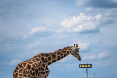 Rothschild's Giraffe with Ikea sign at a zoo in Germany.