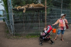 Sleeping lions and visitors at a zoo in Lithuania.