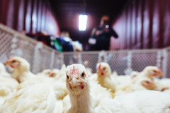 A chicken rescued from the Kaporos ritual curiously peers at the camera. USA, 2022. Victoria de Martigny / We Animals Media