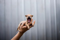 An abandoned puppy found on the streets of Phuket is brought into the Soi Dog Foundation by a tourist. Thailand, 2019. Justin Mott / Kindred Guardians Project / We Animals Media