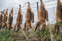 Considered a pest in Australia, foxes are hunted extensively. It is common for hunters to hang their dead bodies on fences. Australia, 2021. Alix Livingstone / Farm Transparency Project / We Animals Media