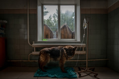 A dog stands attached to an I.V. drip at the SOS Animal Shelter in Kyiv, June 2019.  Ukraine,  2019. Thomas Machowicz / We Animals Media